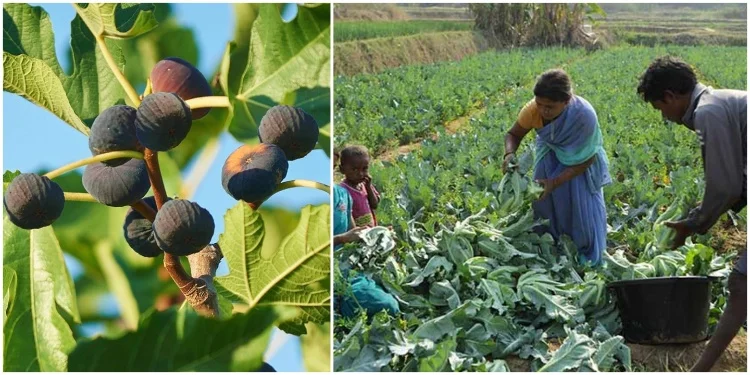 Bhagalpur Fig Cultivation