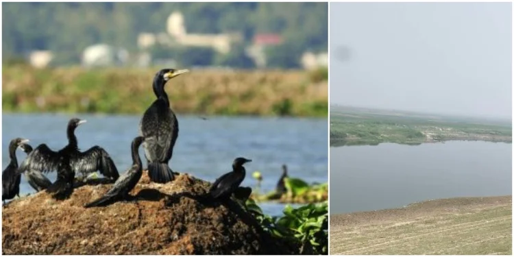 Kuppa Lake (Birdwatching Spots Near Bhagalpur)