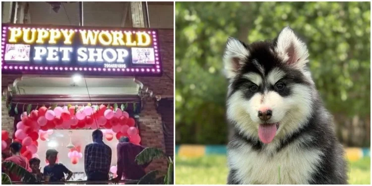 Puppyworld Pet Shop & Kennel