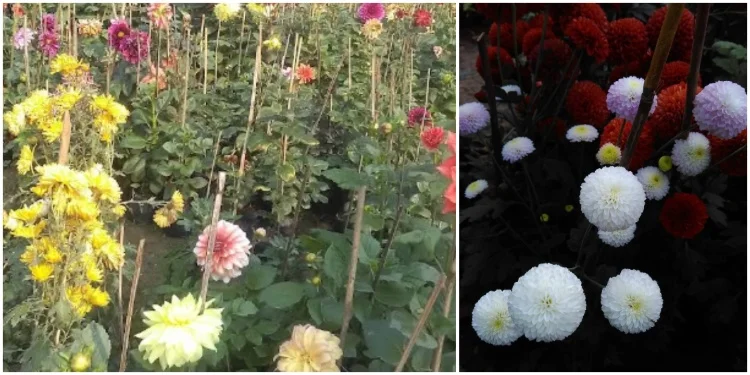 BK Nursery