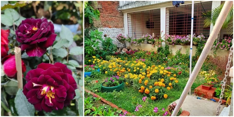 Champa Nursery (Flower Nursery in Bhagalpur)
