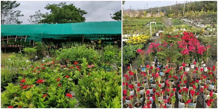 Prakriti Nursery