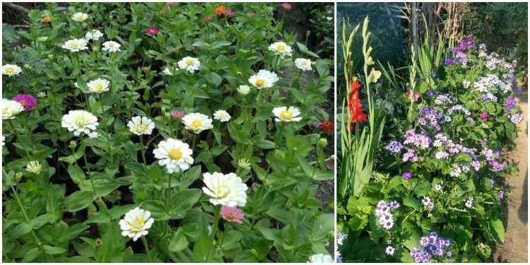 S.K. Nursery (Flower Nursery in Bhagalpur)