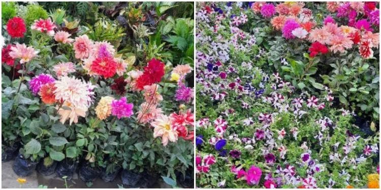 Upvan Vatica Nursery