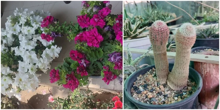 Vatika Nursery (Flower Nursery in Bhagalpur)