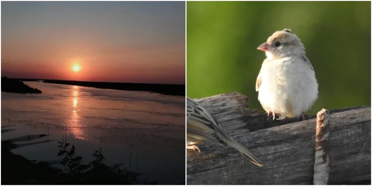 Rahul-Mukesh Bird Watching Tours
